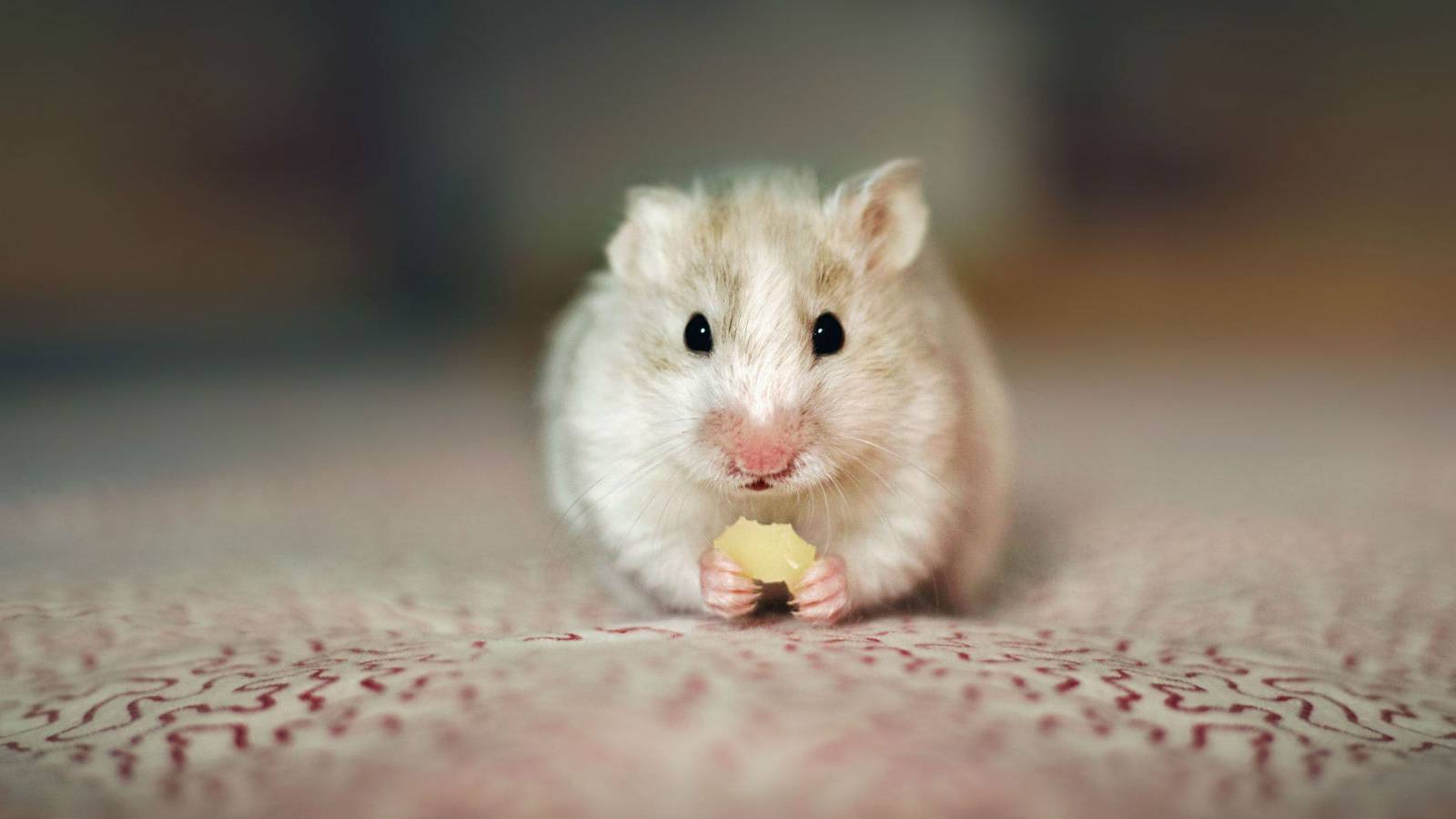 Husband Tries To Compensate For Wife's Miscarriage By Gifting Her A Hamster