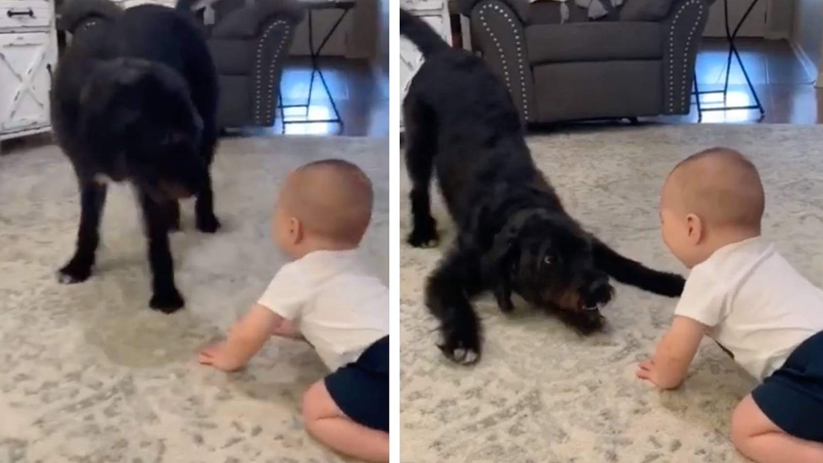 Video: Hilarious Clip Of Baby Playing With Labradoodle Goes Viral