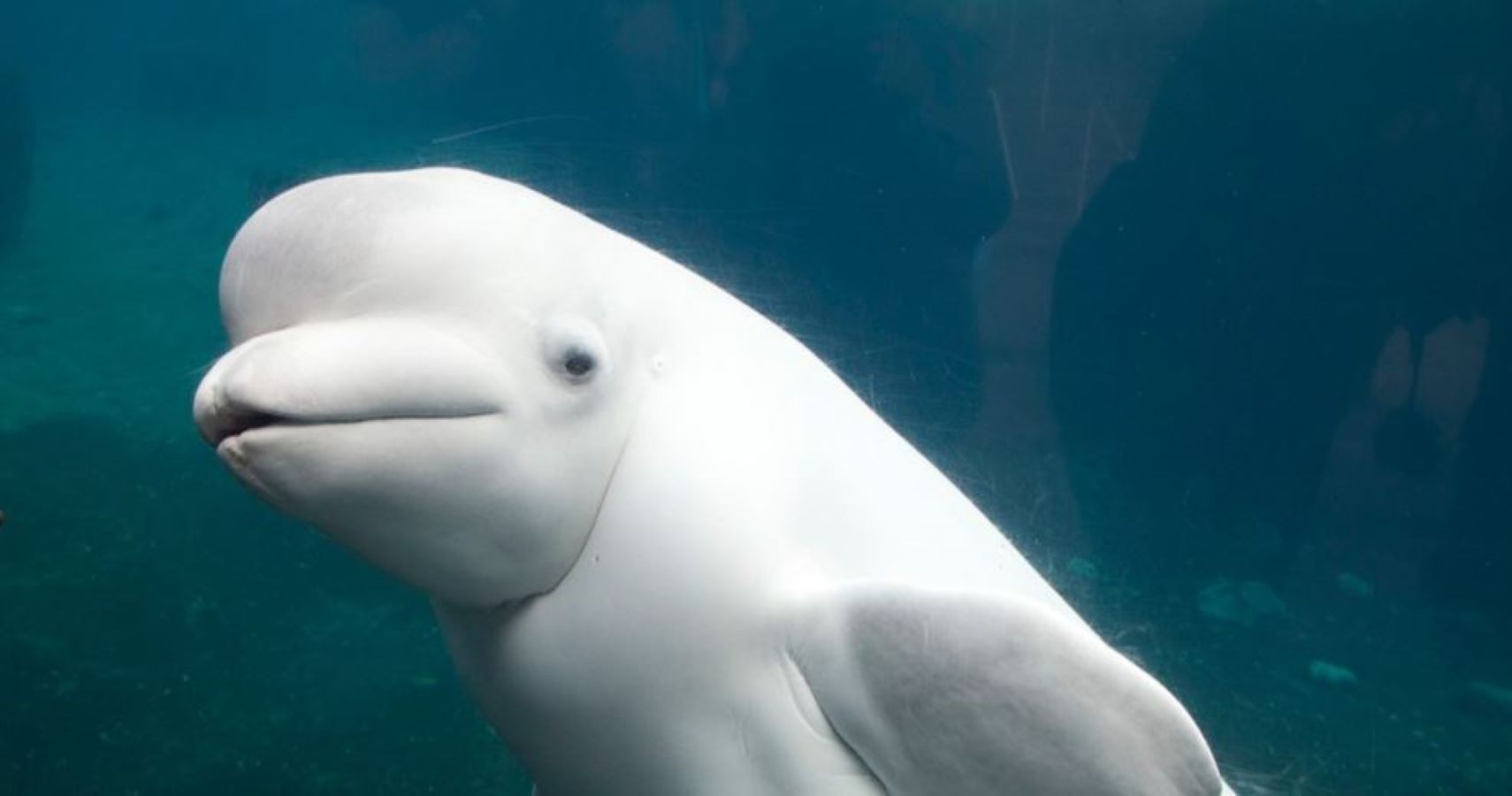 picture of a beluga whale
