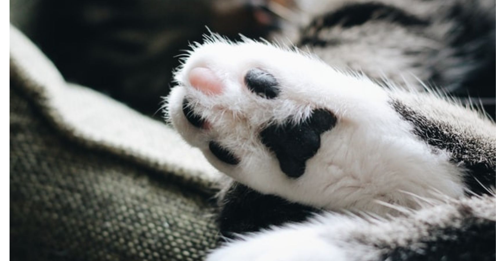Cat Stops Toddler From Climbing On Balcony Railing In Viral Video