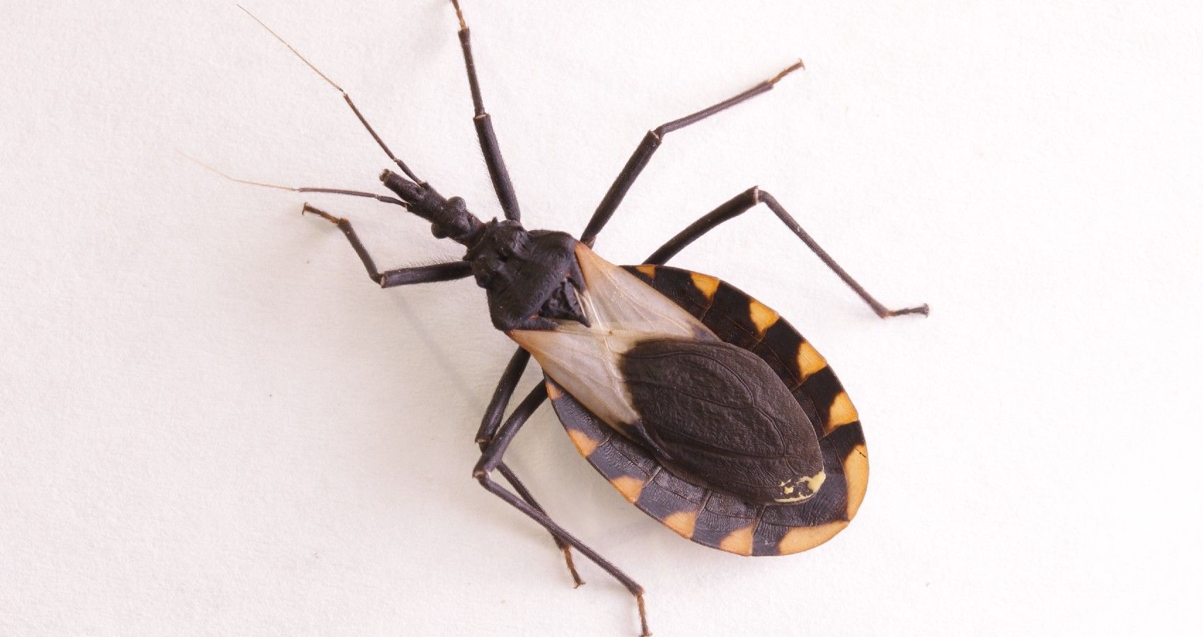 Every Year 8,000 Babies Are Born With Chagas Disease