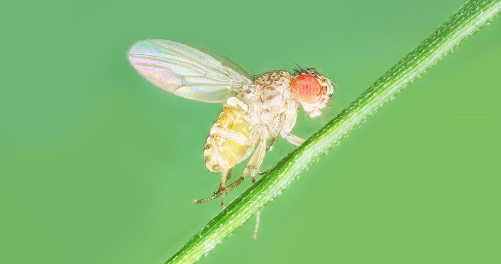 Research With Fruit Flies May Hold The Key To Creating Non-Hormonal Birth Control