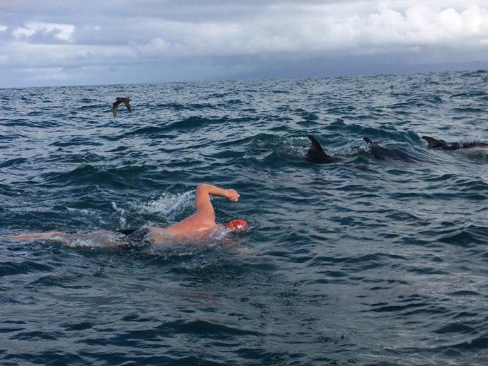 Dolphins protect Swimmer from Shark!